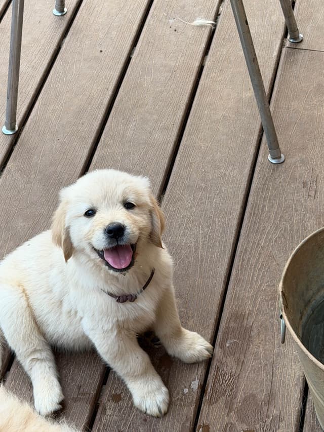 Golden Retriever Puppies media 6