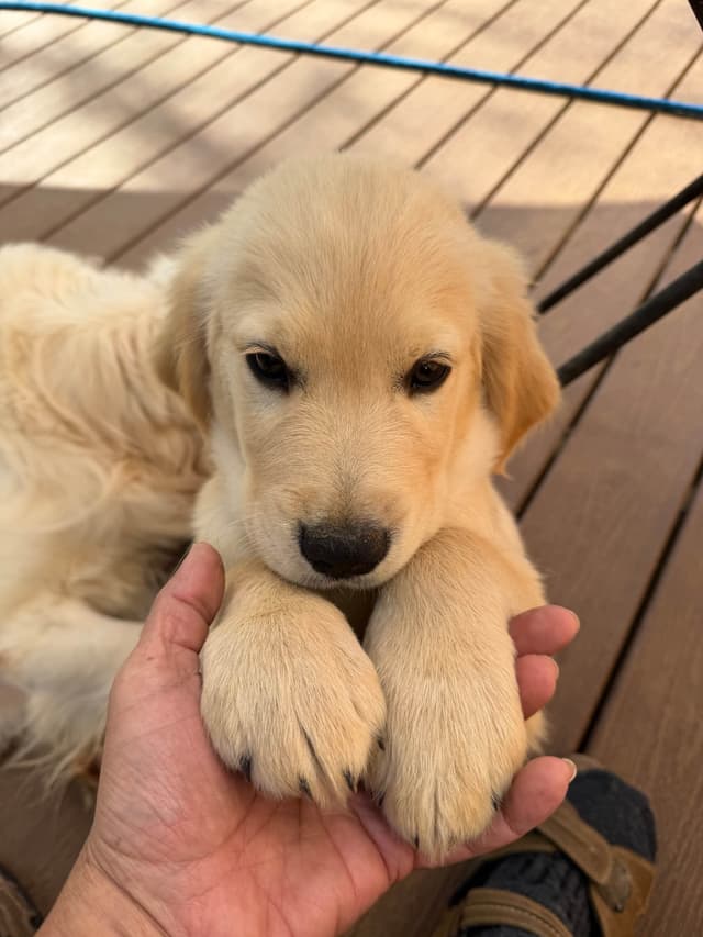 Golden Retriever Puppies media 8
