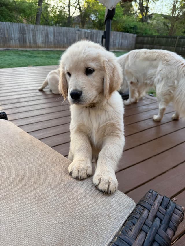 Golden Retriever Puppies media 9