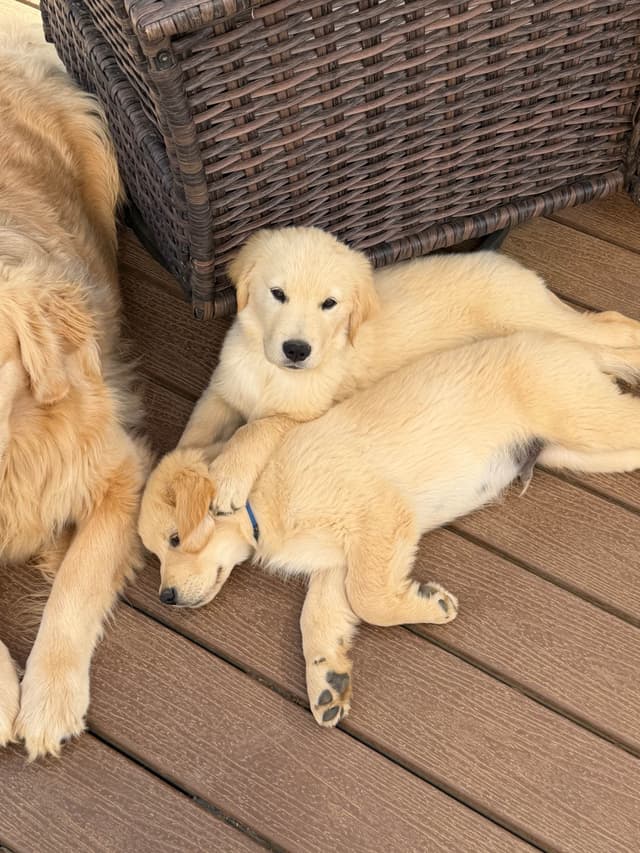 Golden Retriever Puppies media 10