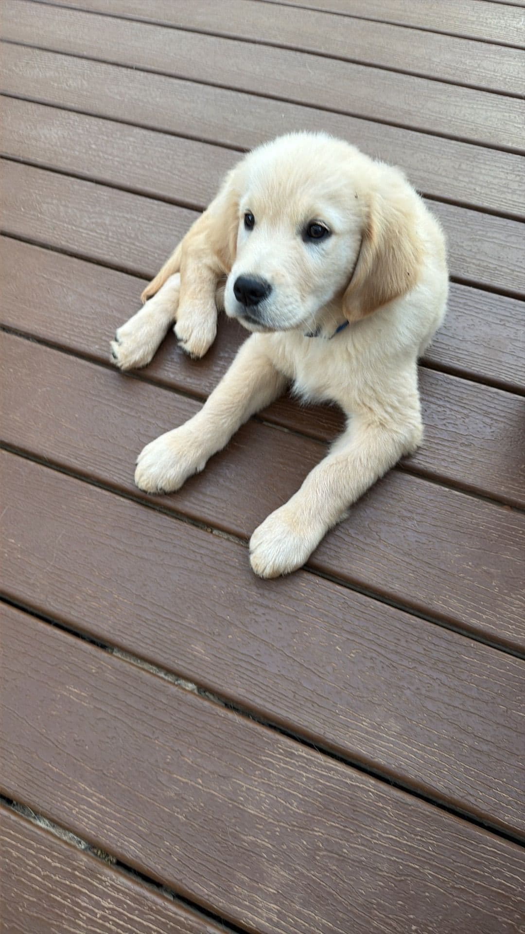 Golden Retriever Puppies breeder image 7