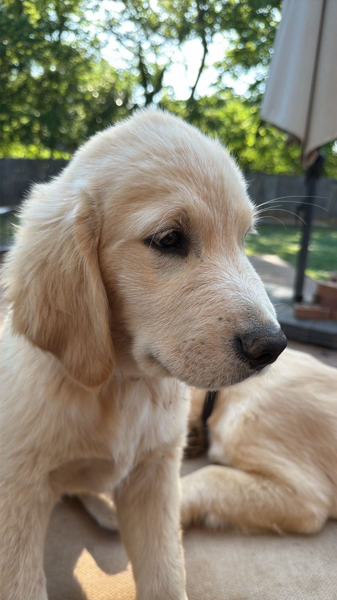 Golden Retriever Puppies breeder image 10