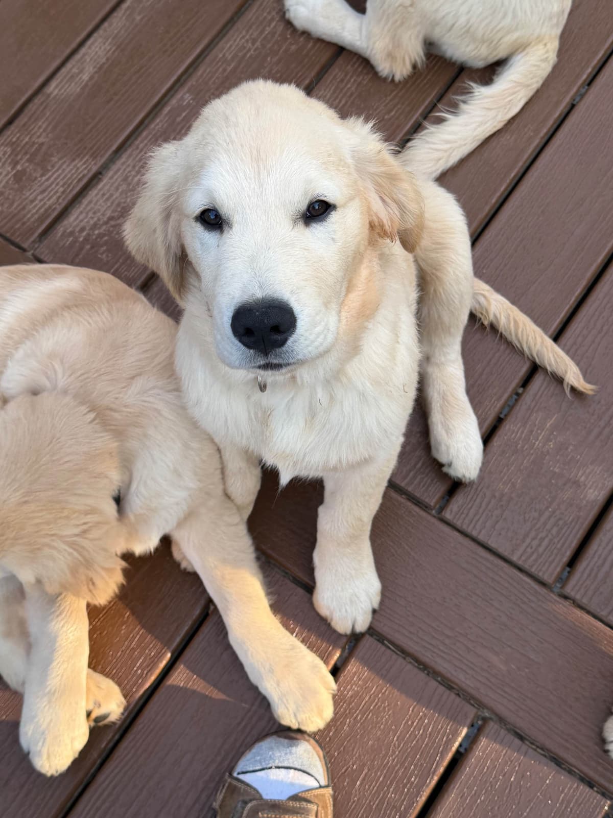 Golden Retriever Puppies breeder image 11