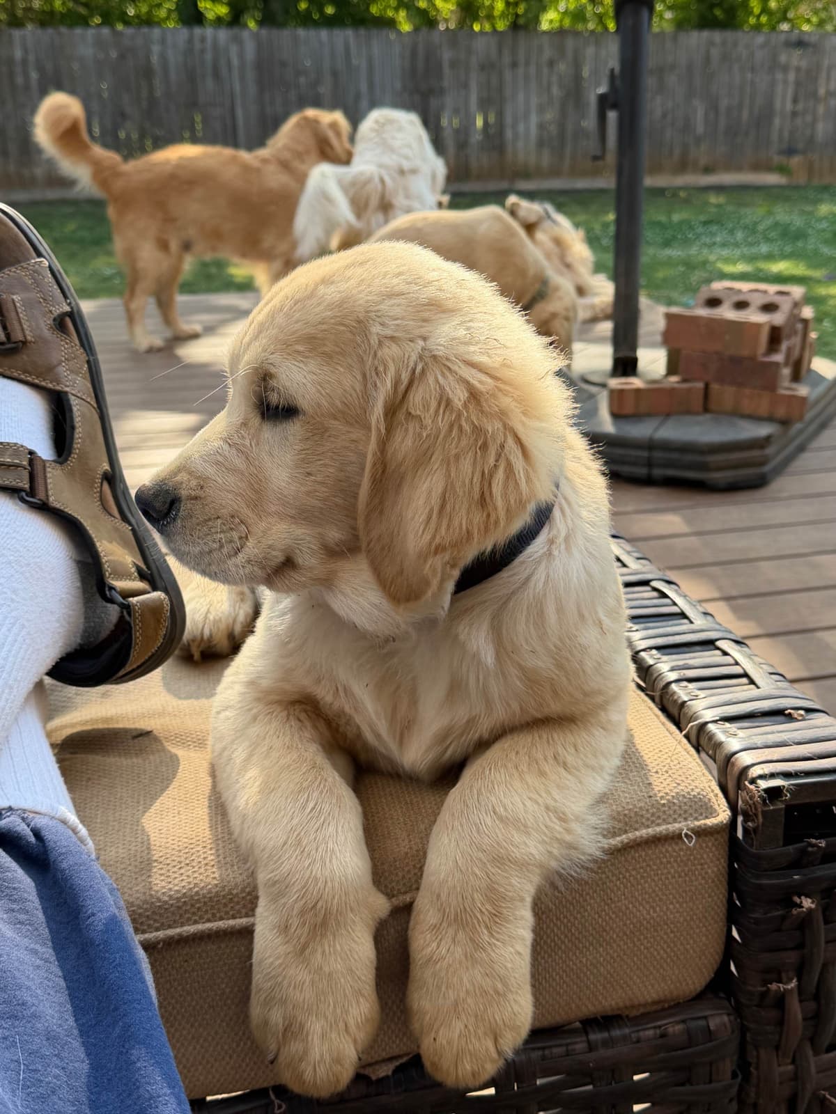 Golden Retriever Puppies breeder image 14