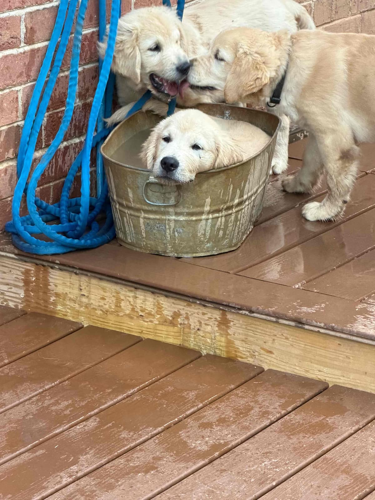 Golden Retriever Puppies breeder image 12