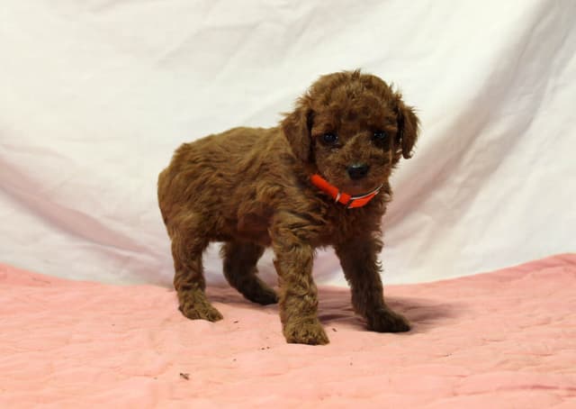 Mini Poodle Puppies media 3