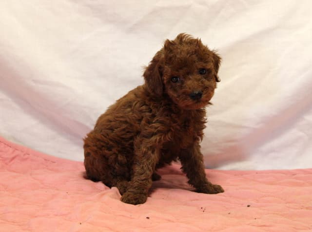 Mini Poodle Puppies media 2