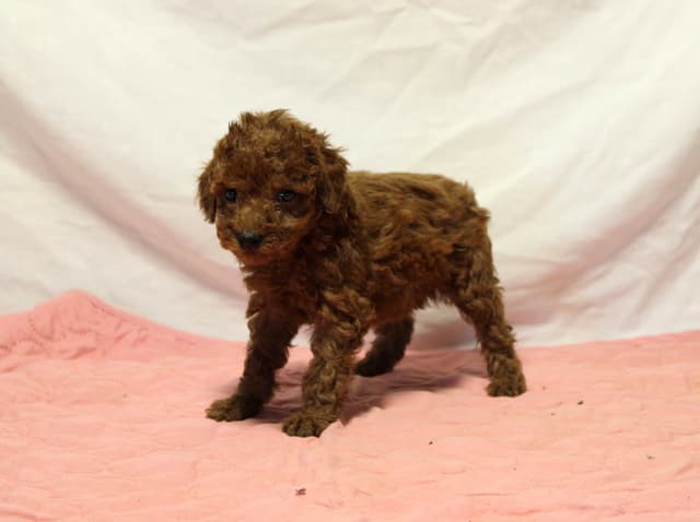 Mini Poodle Puppies media 4