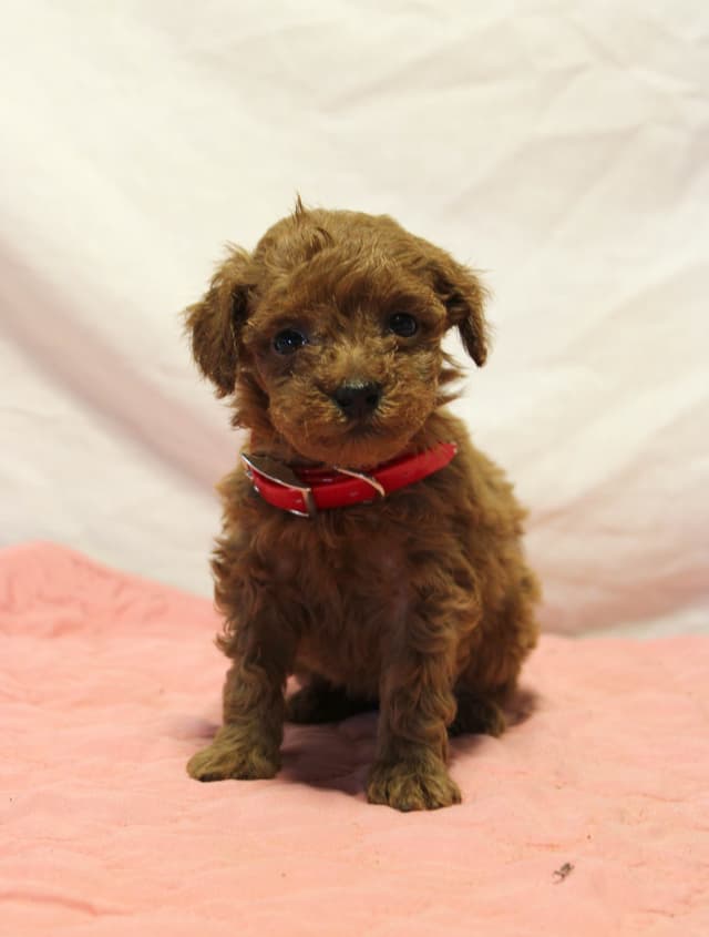 Mini Poodle Puppies media 5