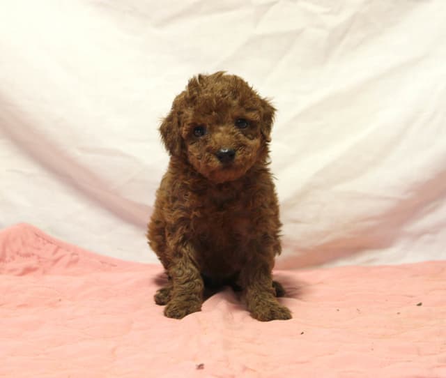 Mini Poodle Puppies media 7