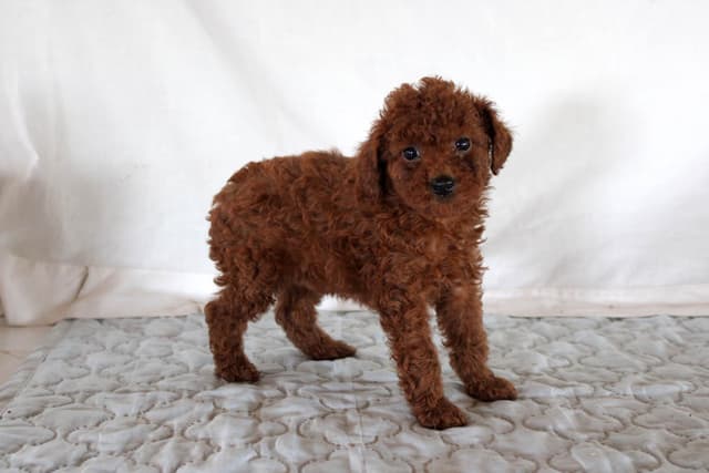 Mini Poodle Puppies media 9