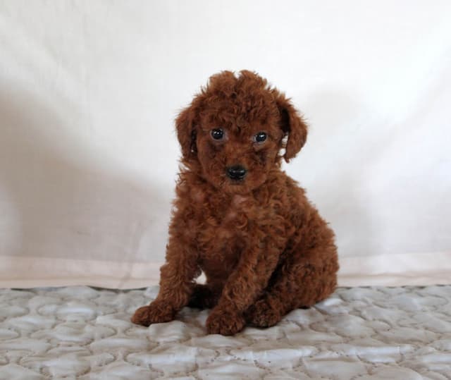 Mini Poodle Puppies media 8