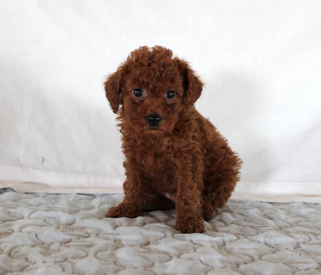 Mini Poodle Puppies media 10