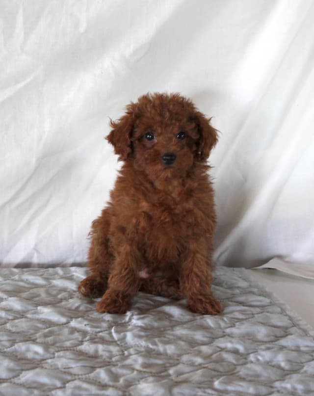 Mini Poodle Puppies media 12
