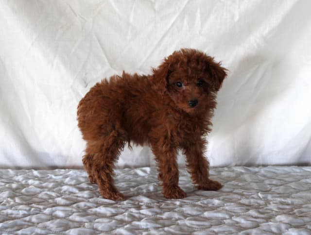 Mini Poodle Puppies media 13