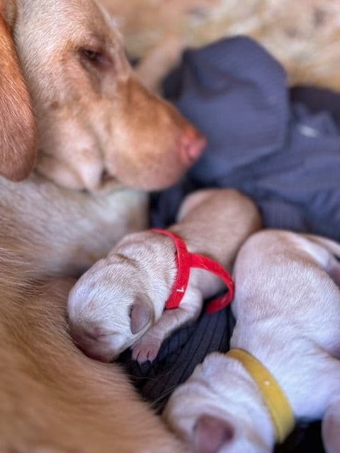 Labrador Retriever Puppies 1 breeder image 1