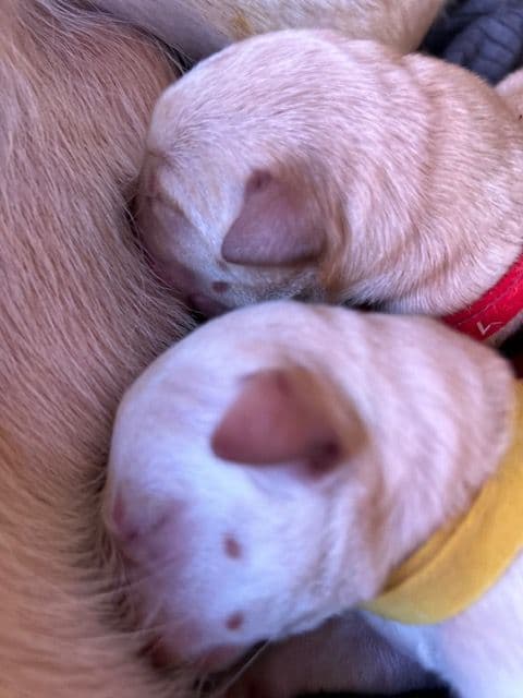 Labrador Retriever Puppies 1 breeder image 3