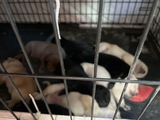 Labrador Retriever Puppies 1 breeder image 2