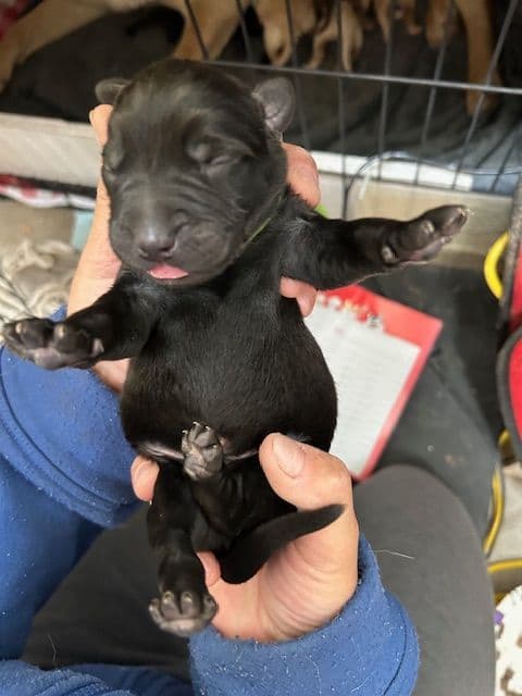 Labrador Retriever Puppies 1 breeder image 4