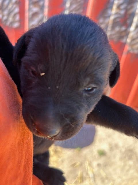 Labrador Retriever Puppies 1 breeder image 5