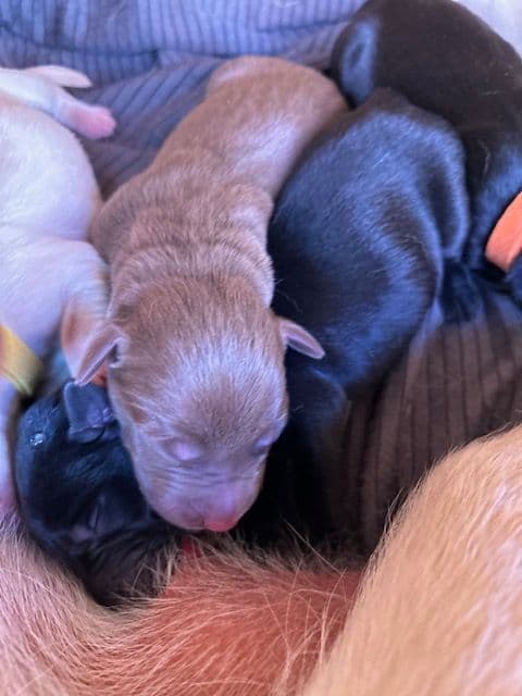 Labrador Retriever Puppies 1 breeder image 6
