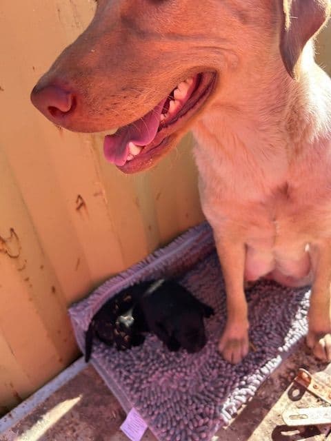 Labrador Retriever Puppies 1 breeder image 7