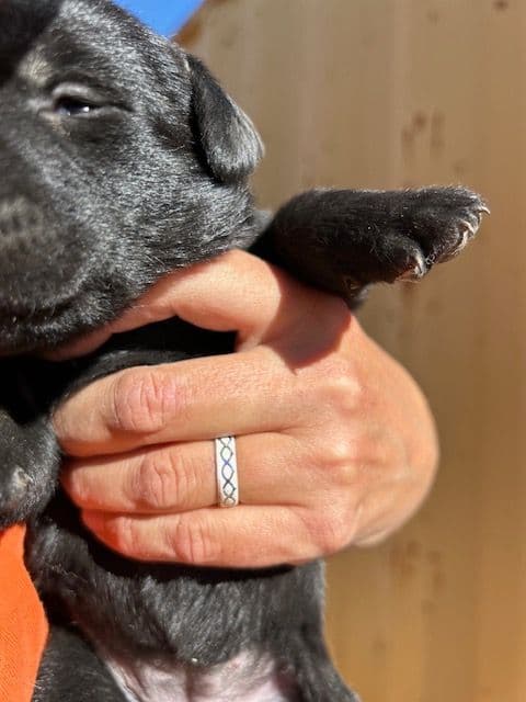 Labrador Retriever Puppies 1 breeder image 8