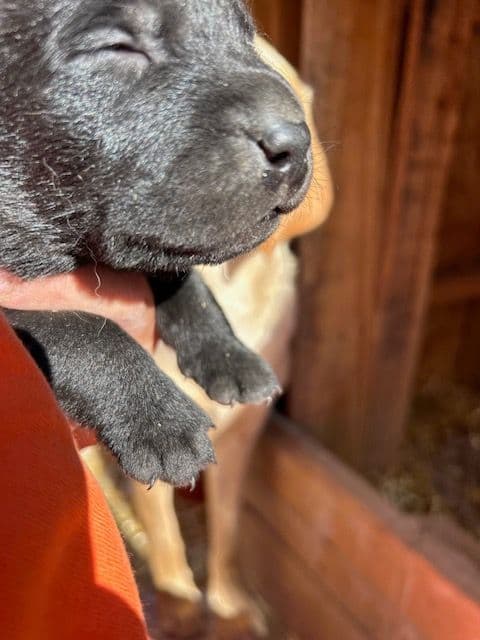 Labrador Retriever Puppies 1 breeder image 9