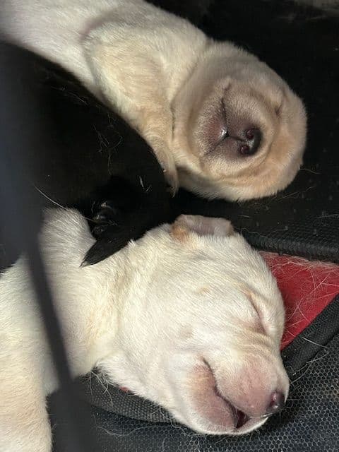 Labrador Retriever Puppies 1 breeder image 12