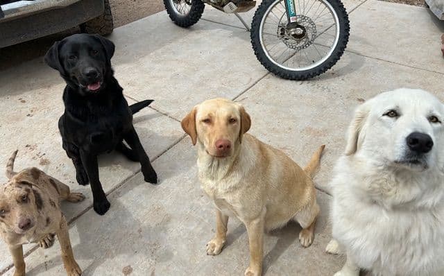 Labrador Retriever Puppies 1 breeder image 10