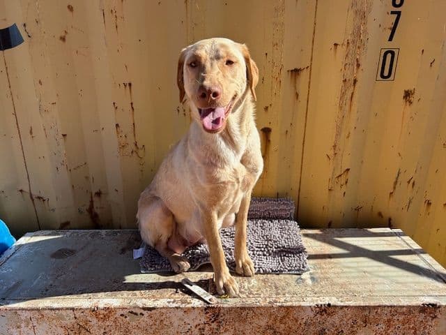 Labrador Retriever Puppies 1 breeder image 11