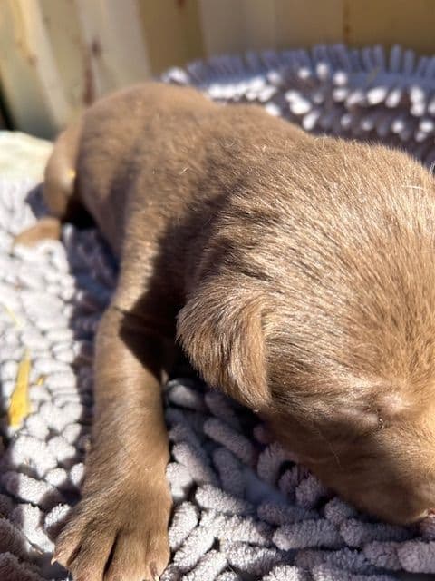Labrador Retriever Puppies 1 breeder image 14