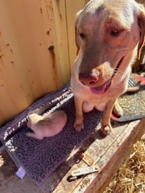 Labrador Retriever Puppies 1 breeder image 15