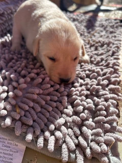 Labrador Retriever Puppies 1 breeder image 16