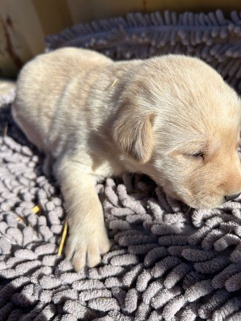 Labrador Retriever Puppies 1 breeder image 18