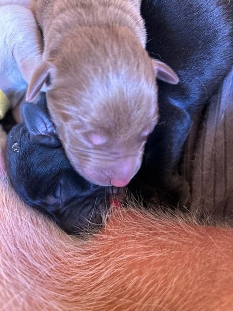 Labrador Retriever Puppies 1 breeder image 20