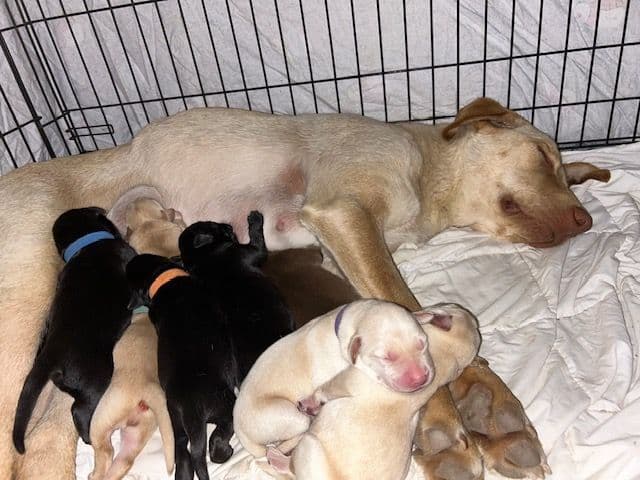 Labrador Retriever Puppies 1 breeder image 19