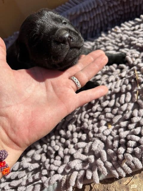 Labrador Retriever Puppies 1 breeder image 21