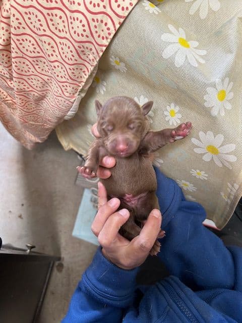 Labrador Retriever Puppies 1 breeder image 22