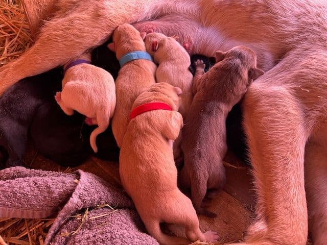 Labrador Retriever Puppies 1 breeder image 23