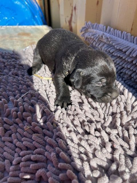 Labrador Retriever Puppies 1 breeder image 25
