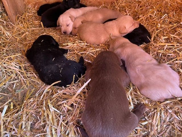 Labrador Retriever Puppies 1 breeder image 29