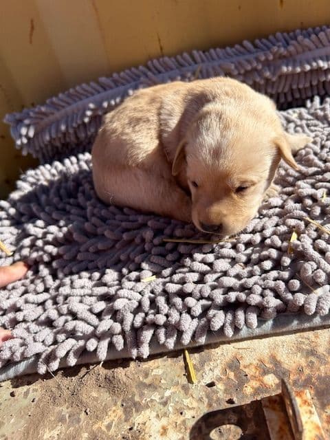 Labrador Retriever Puppies 1 breeder image 28