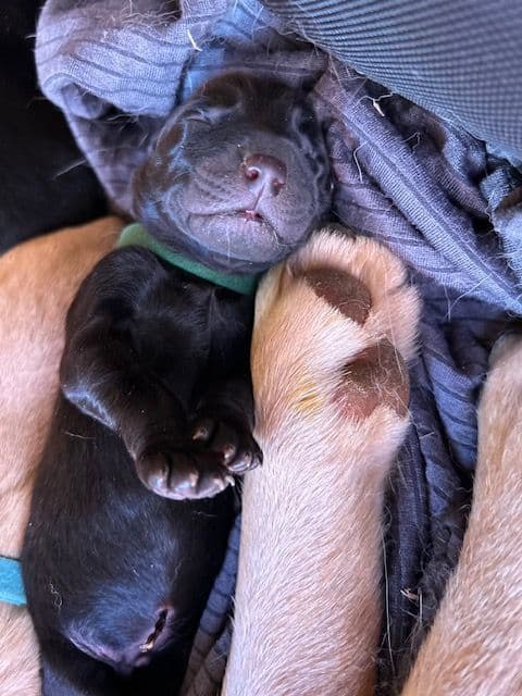 Labrador Retriever Puppies 1 breeder image 26