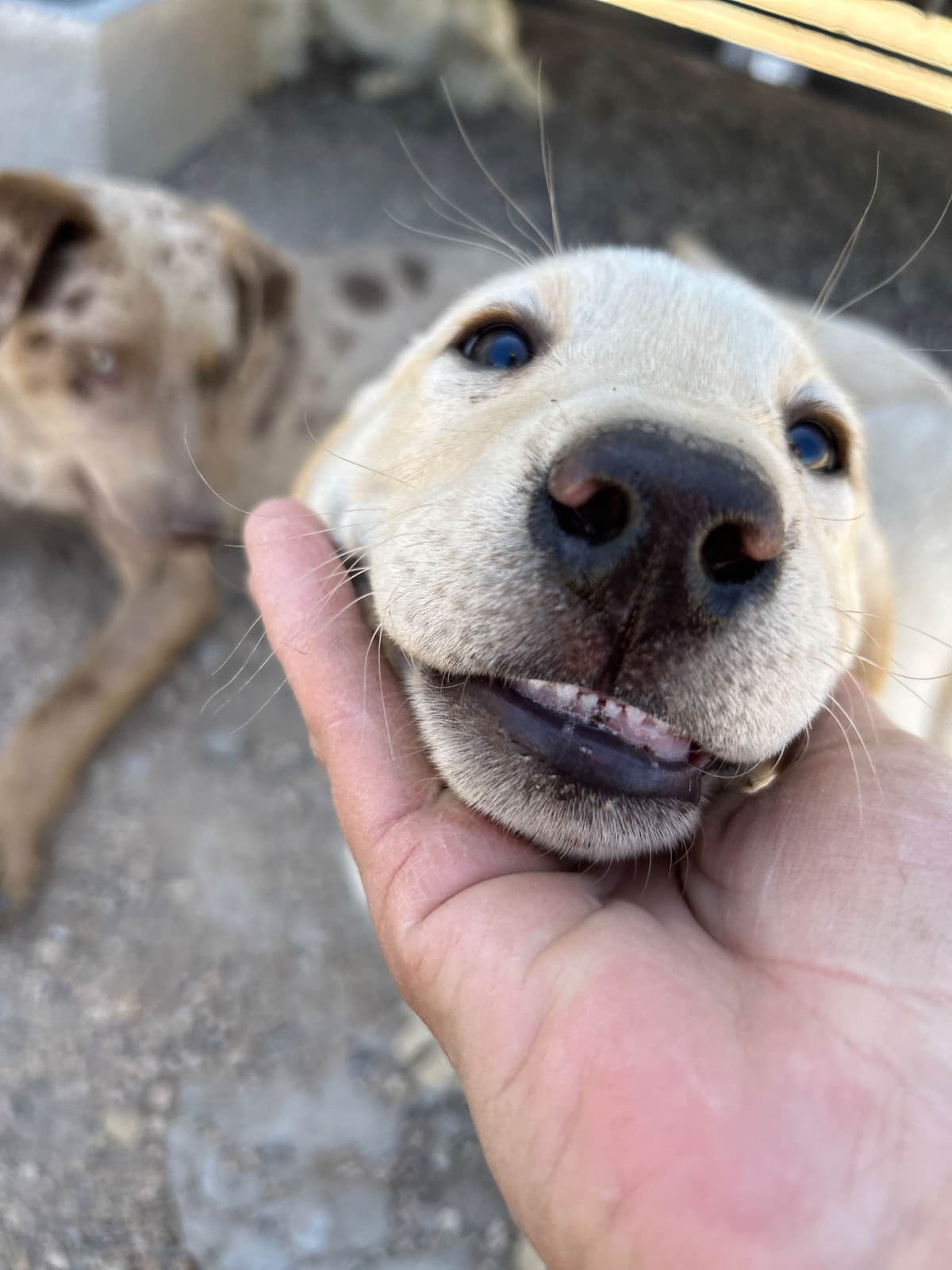 Labrador Retriever Puppies 1 breeder image 30