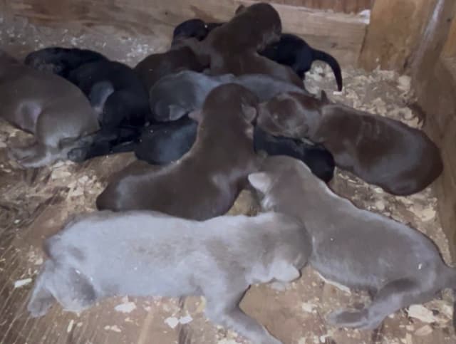 Labrador Retriever Puppies 1 media 5