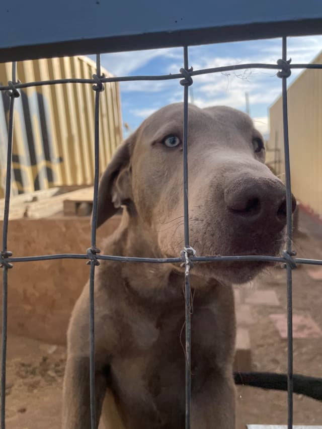 Labrador Retriever Puppies 1 media 6