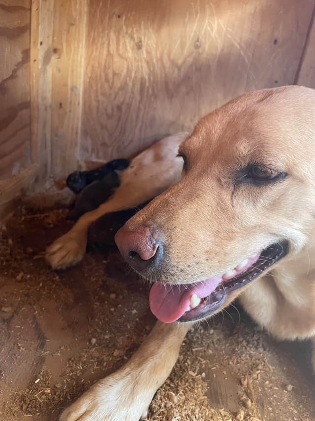 Labrador Retriever Puppies 1 media 7