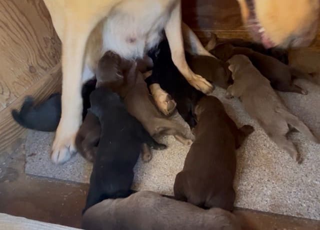 Labrador Retriever Puppies 1 media 4
