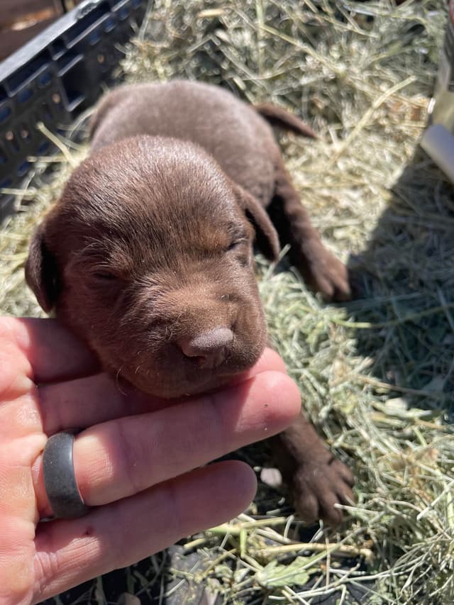 Labrador Retriever Puppies 1 media 3